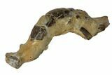Fossil Mud Lobster (Thalassina) - Australia #109287-2